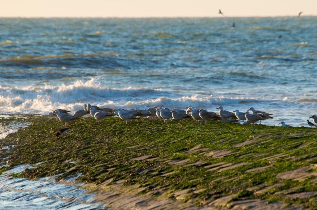 Hotel De Golf Bredene Bagian luar foto